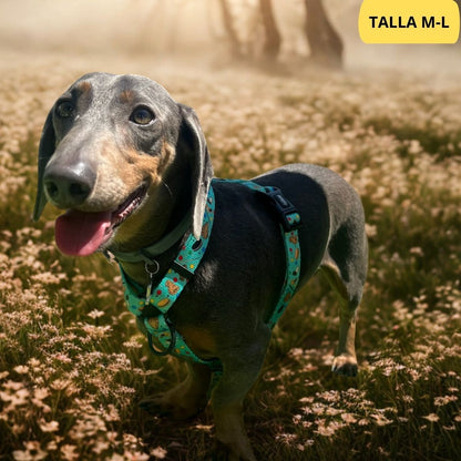 Arnés clásico ajustable verde con dibujos de galletas de la colección Cookies colocado en perro pequeño teckel.