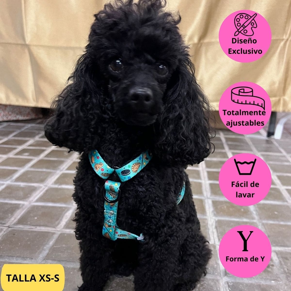 Arnés clásico verde con dibujos de galletas de la colección Cookies colocado en perro pequeño caniche.