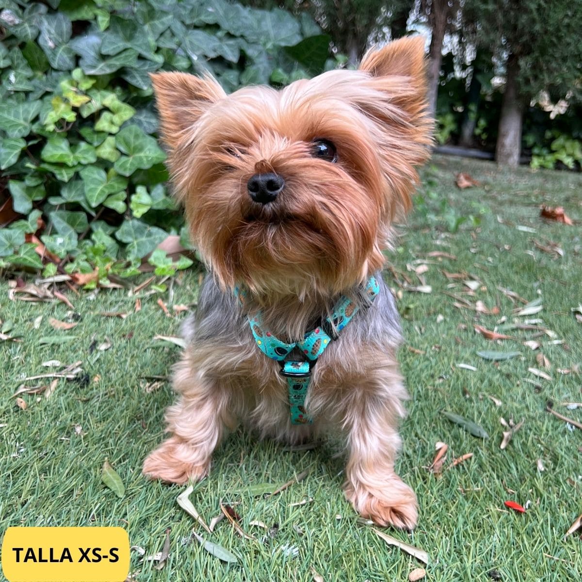 Arnés clásico verde con dibujos de galletas de la colección Cookies colocado en perro yorkshire.