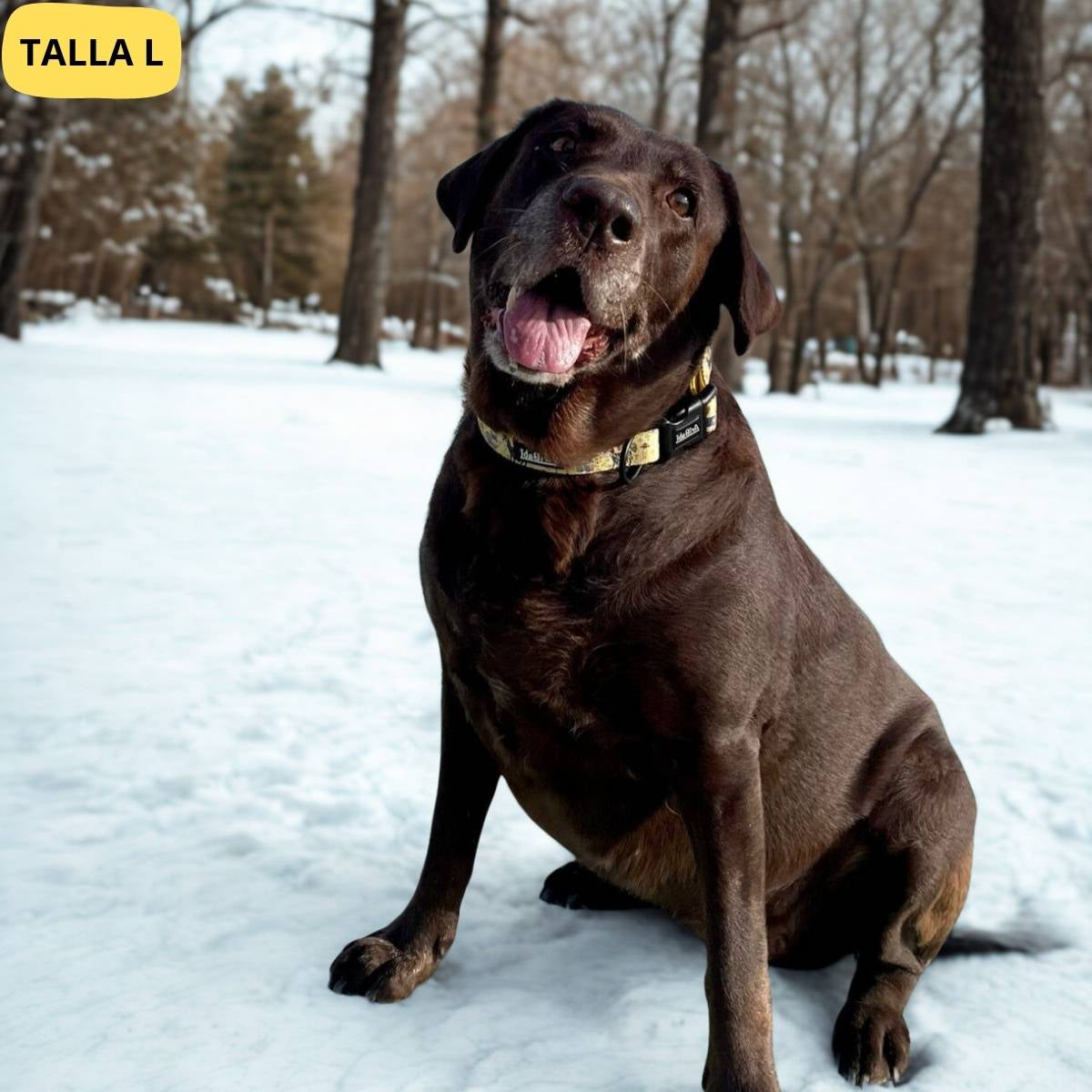 Collar ajustable amarillo con dibujos de animales de la colección Kenia colocado en perro labrador.