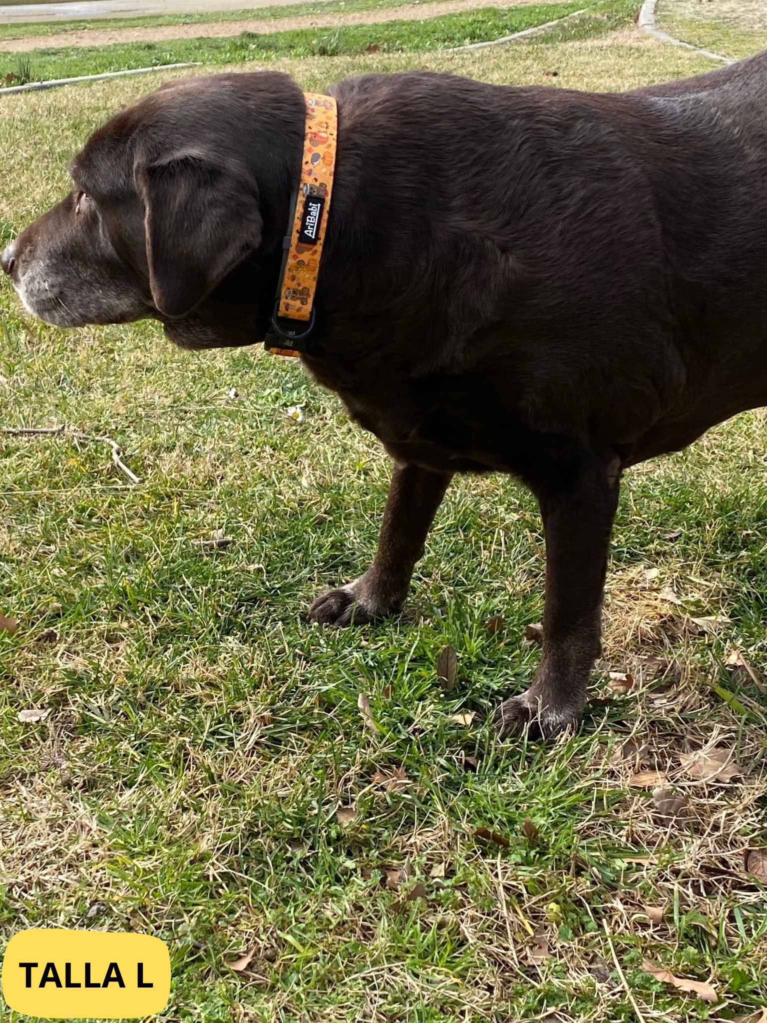 Collar ajustable naranja con dibujos de animales de la colección Yosemite colocado en perro grande.