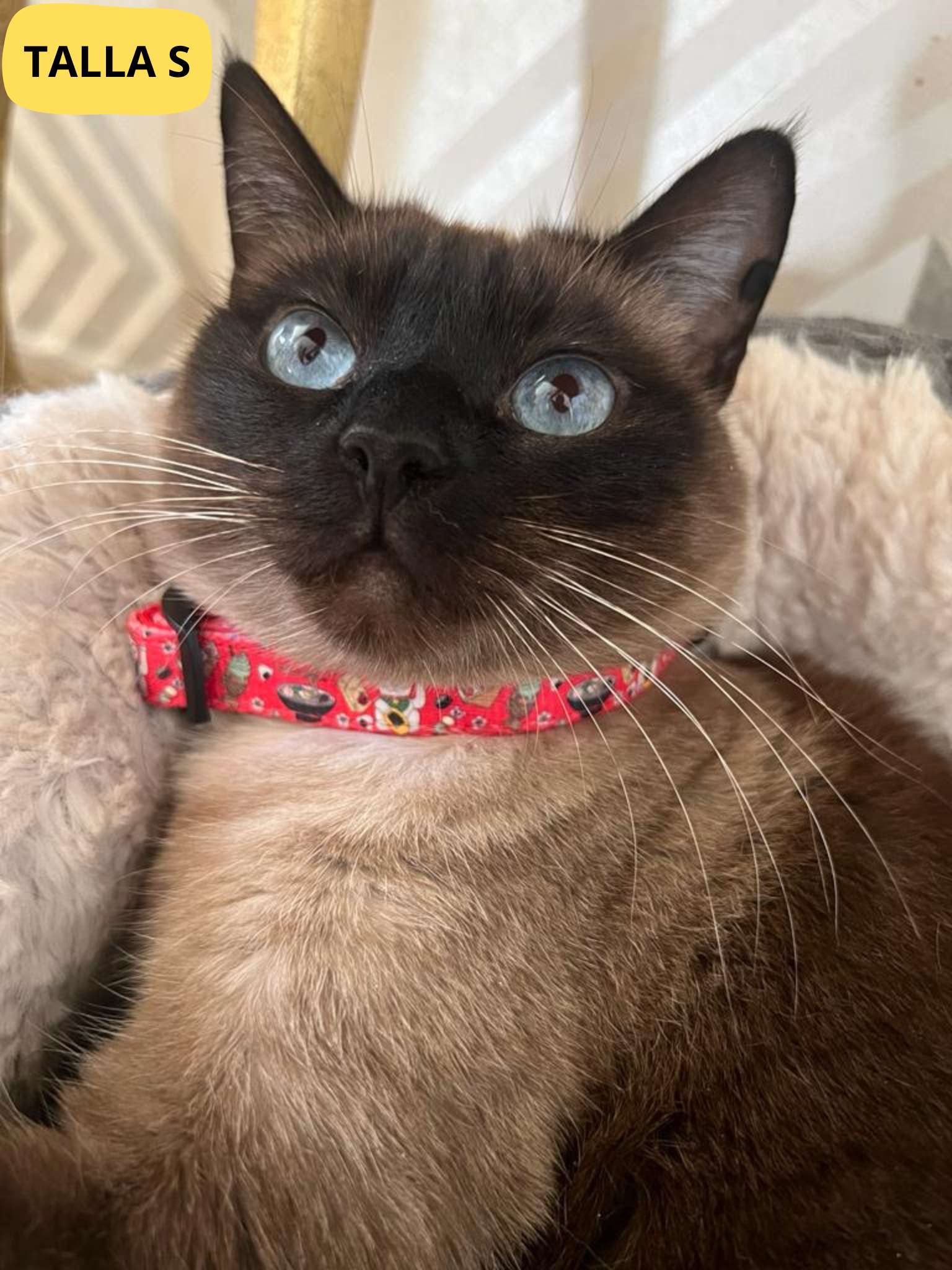 Collar ajustable rojo con dibujos de sushi de la colección Tokio colocado en gato.