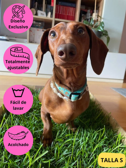 Collar ajustable verde con dibujos de galletas de la colección Cookies colocado en teckel.