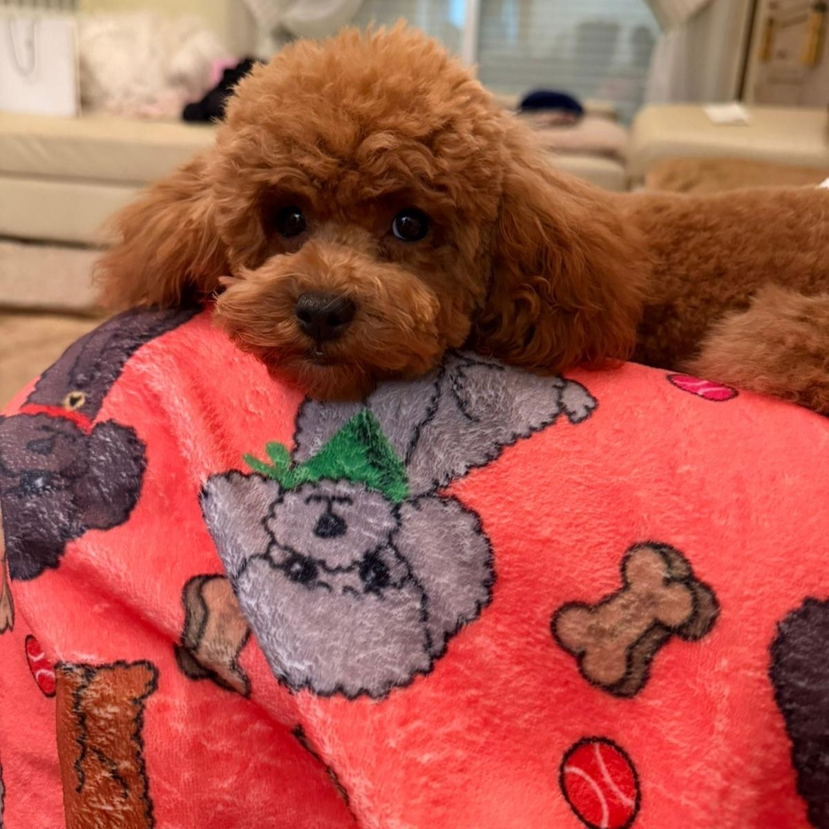 Manta suave coral con dibujos de caniches de la colección Caniche con un caniche perrito tumbado encima.