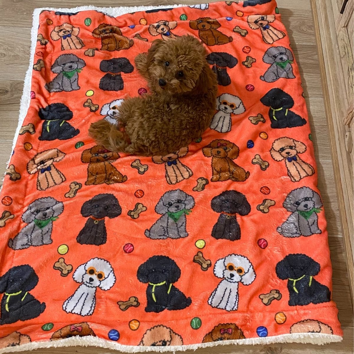 Manta suave coral con dibujos de caniches de la colección Caniche con un perro pequeño tumbado encima.