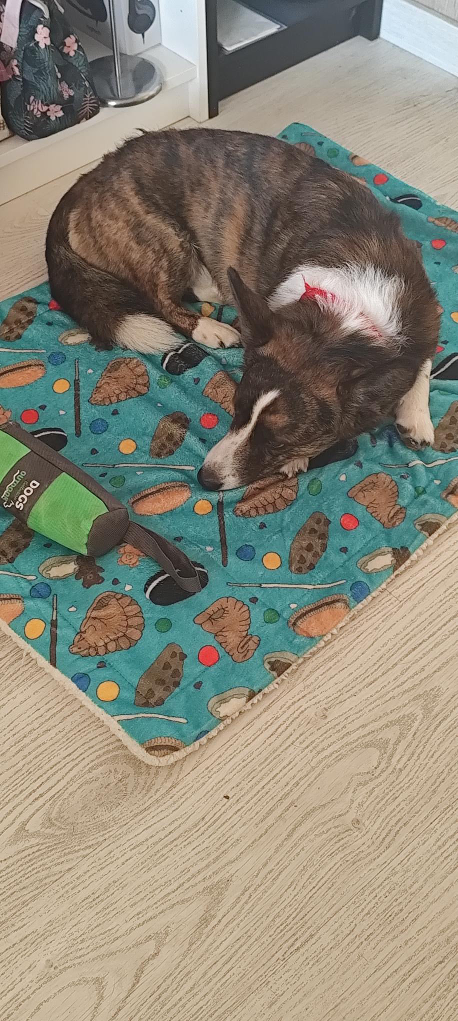 Manta suave verde con dibujos de galletas de la colección Cookies con perro grande tumbado.