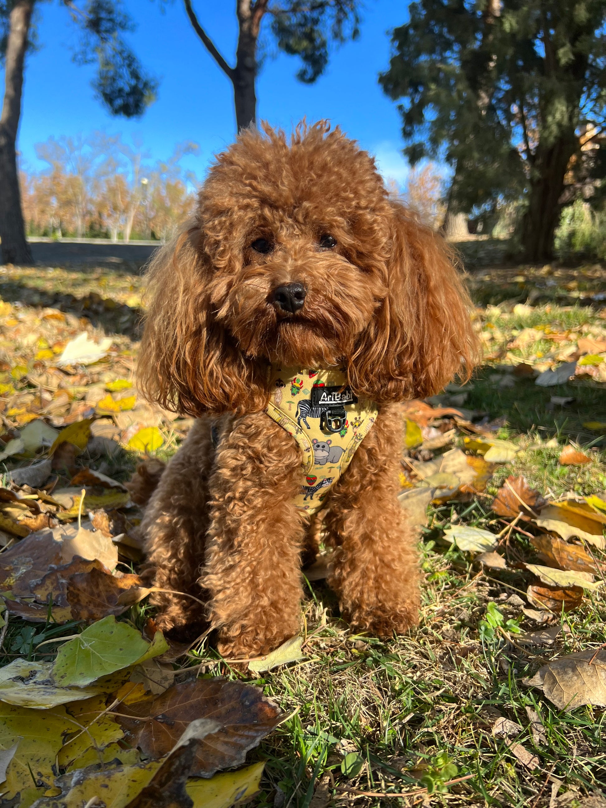 Perro caniche con arnés ajustable marca AriBabi color amarillo con estampado africano. Beneficios del arnés.